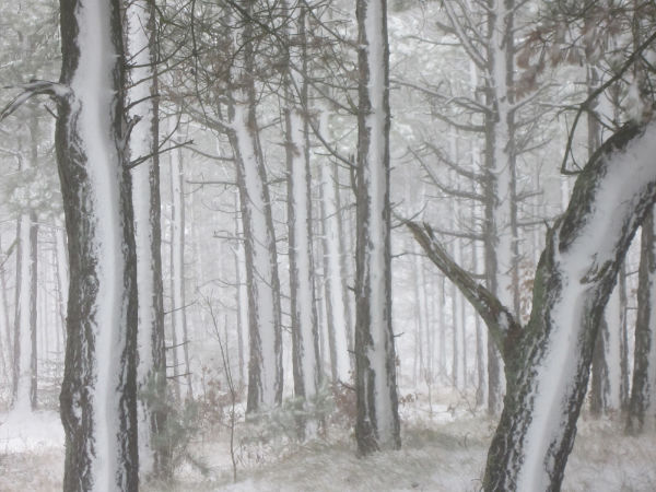 Der Wald nach dem Schneesturm (Foto: klw)