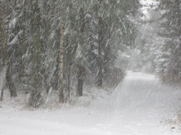 Schneesturm im Wald (Foto: klw)