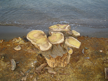 Trudl Wohlfeil: der Maulbeerbaum von Nea Styra, 2005