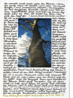 Baum - Edition Trudl Wohlfeil - Aktionspostkarte Baum - Edition Trudl Wohlfeil - Aktionspostkarte